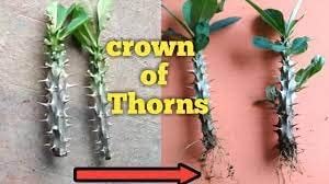 Crown of Thorns, (Euphorbia milii) Cutting, 5" 10" Plant. No Returns or refunds on Live Plants