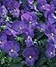 Viola Sorbet XP Blue Heaven 1,000 Seeds