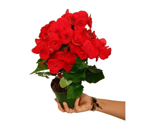 Planta Natural Begonia Hiemalis Begonia Ornamental Roja | DECOALIVE Maceta de 14 cm