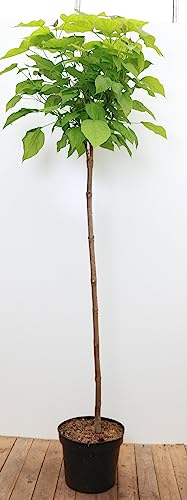 Plantapro Catalpa bignonioides 'Nana' Sta bei Amazon ansehen