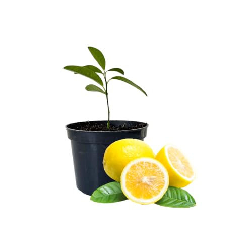 Meyer Lemon Tree Live, 1 to 2 Inch Tall, Potted Live Meyer Lemon Tree, Perennial Fruit Tree Live Plants