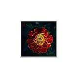 Piastrella in ceramica decorativa 10,8 x 10,8 cm - Fiore Rosso e Oro Tagete Patula Orion Pianta Botanica