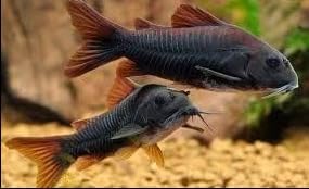 Corydora Venezuela Schultz Black, Live Freshwater Aquarium Fish