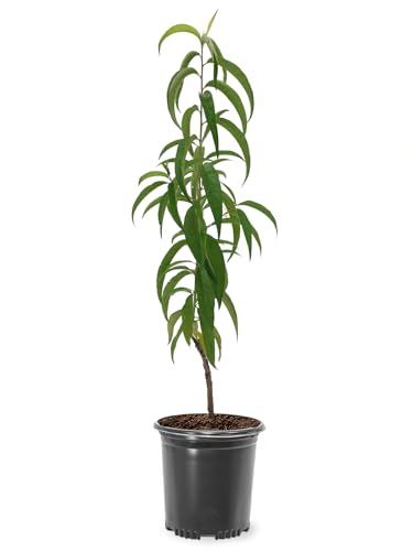 Harvester Peach Tree, Self-Pollinating, Pink Flowering, Deciduous, 1 gal Nursery Pot, 1-2 ft Tree Height (Due to Agricultural Laws, we Cannot Ship to CA, AZ, AK, or HI)
