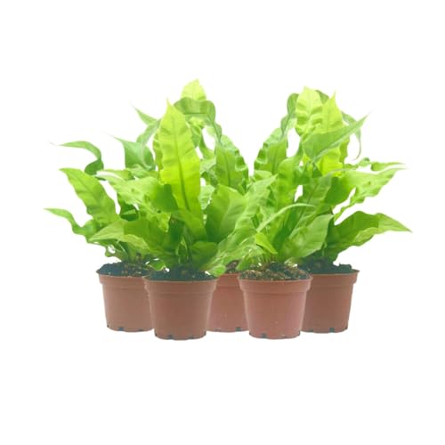 5-PK Crispy Wave Fern