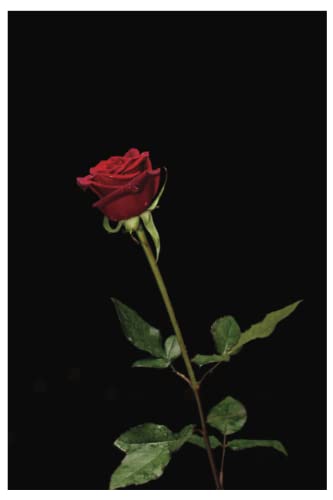 Single Rose