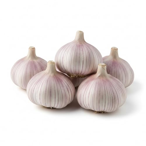 5 Pack Chesnok Red Garlic Bulbs for Planting Large Hardneck Garlic Cloves Garlic Seeds for Planting Cold Climate Ready Garlic Bulbs for Planting Home Garden Raised Beds Fall or Spring