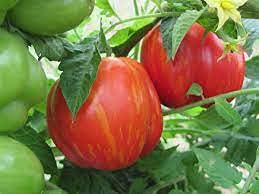 Semi di Fiori Bianchi Stella Alpina