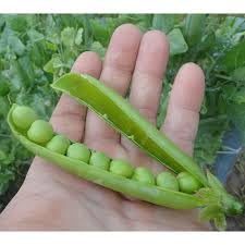 fruit seeds