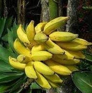 Aachondra Nuovi semi di banana gialla fresca da 5 pezzi