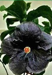 Uniquetree Hibiscus Live Plant (Thai Variety Healthy Rare Plant With Pot) Guti Kalam black Color (B0C2YRF5Q9) Amazon Price History, Amazon Price Tracker
