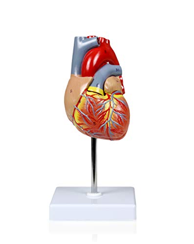 Image of Parco Scientific PB00068 Human Heart Model, Life Size, 2-Parts