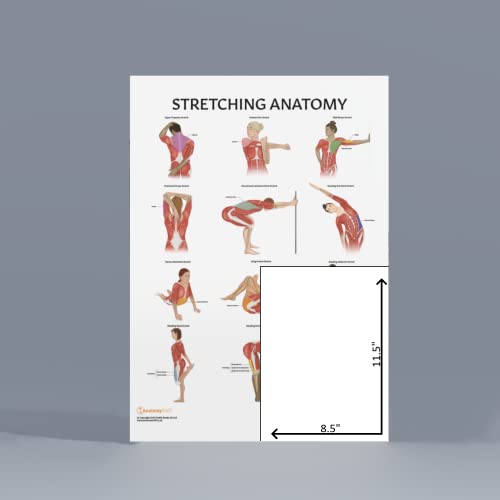 image for Stretching Anatomy Poster, LAMINATED, Anatomy and Physiology Poster, F