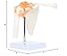 Axis Scientific Human Skeletal Shoulder Anatomy Model with Functional Ligaments, Realistic Design, Includes Base for Display and Study, Detailed Product Manual