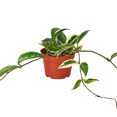 Hoya Carnosa Tricolor live plant