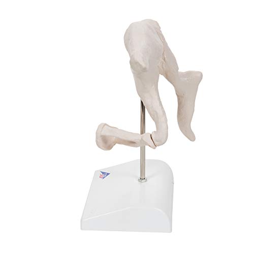 Image of 3B Scientific A101 Ossicle Model-BoneLike 20x Life Size - 3B Smart Anatomy