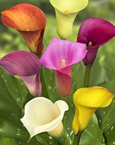Calla Lily | Zantedeschia Excellent Quality Flower Bulbs For Outdoor/indoor Gardening (Set Of 3 Large Multi-colour Flower Bulbs)