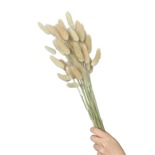 Natural Hare Tails Ramillete Seco 60 Piezas 23.6 Pulgadas miniatura 1