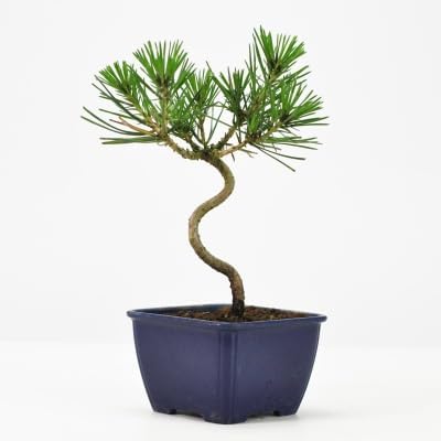 黒松ミニ盆栽の力強い幹肌