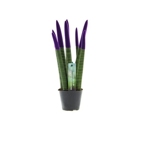 Sansevieria Cylindrica Straight -Spaghetti VELVET TOUCHZ®- 30 cm...