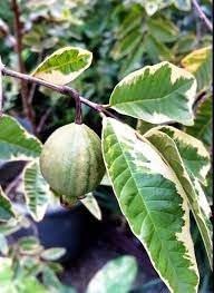 Image of Natura GreenHouse Original 1 Live Variegated Guava Amrud Plant hybrid all seasons Height 1.5-2 FT (Variegated Guava)