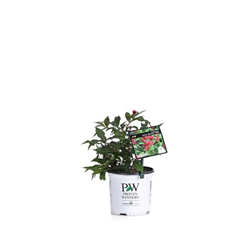 1 Gal. Sonic Bloom Red Reblooming Weigela (Florida) Live Shrub, Red Flowers