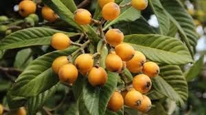 2 Loquat Nisperos Fruit Seeds Yellow.