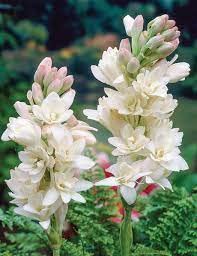 Tube rose/Rajnigandha Bulbs (Pack of 20 Bulbs)-image-33