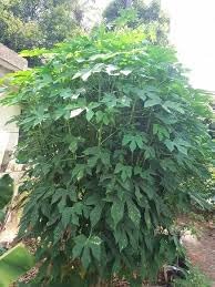 Miniatura 2 de Nuevas semillas frescas de árbol de chaya de 50 piezas Generic