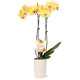 Green Circle Growers 5' Yellow Orchid in Rockefeller Beige Planter, Live Plant – Thankful for You