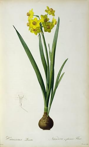 Cuadro de lienzo de narciso Narciso Lazetta Pierre Redouté decorativo 60x90cm