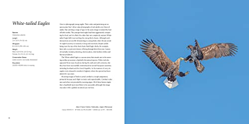 100 Flying Birds: Photographing The Mechanics Of Flight #TOP28