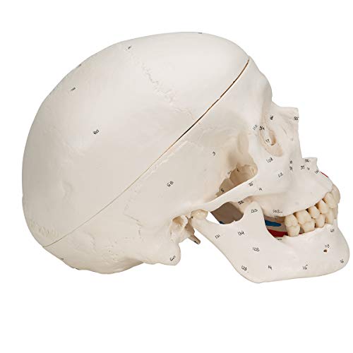 Image of 3B Scientific Classic Skull, Painted, 3-Part