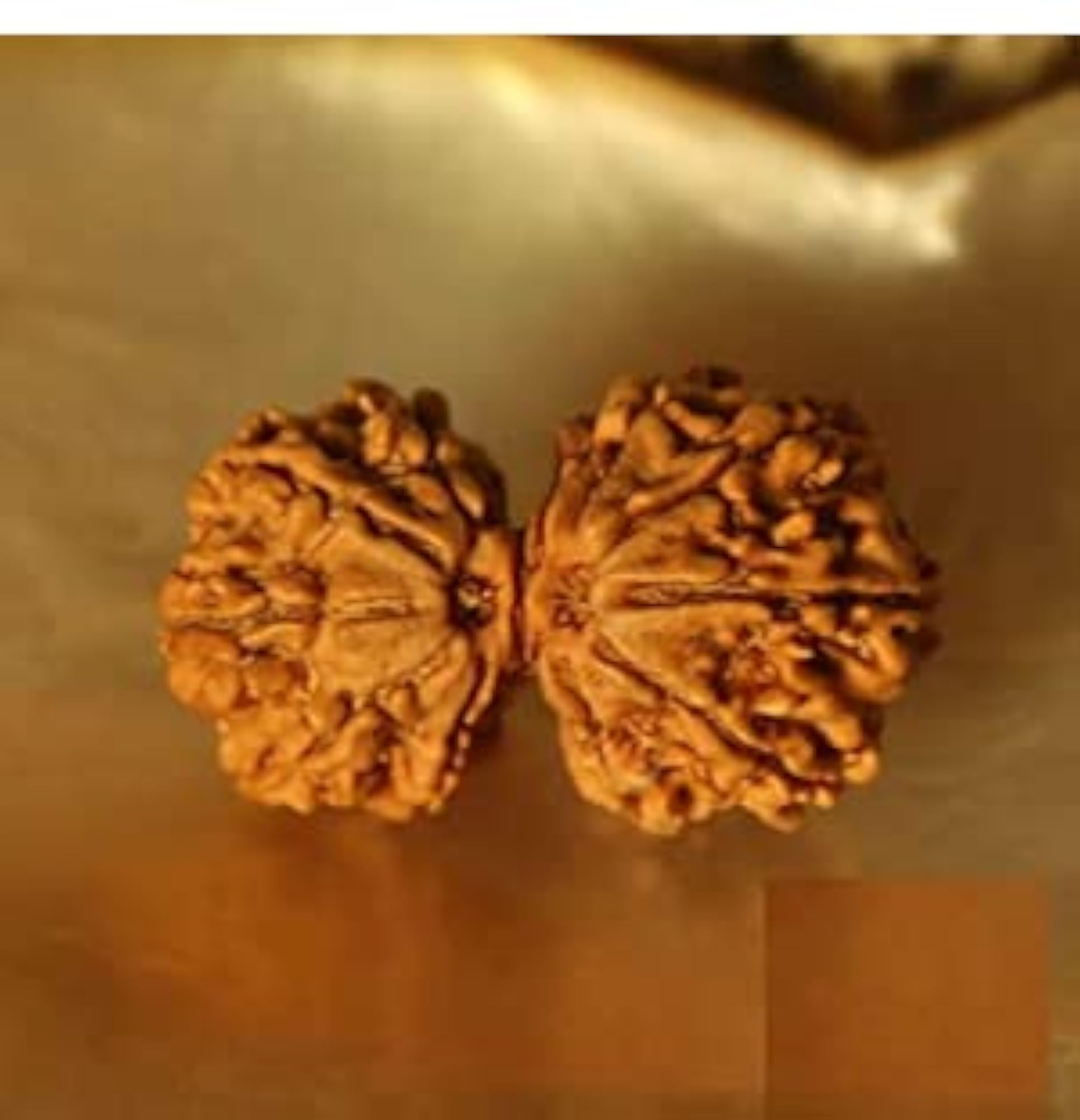 Gauri Shankar Rudraksha from Nepal for Astrology Purpose