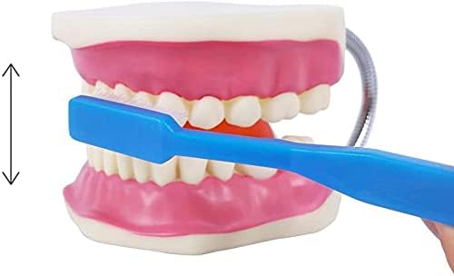 EVOTECH SCIENTIFIC Dental Teeth Care Model, W/Giant Toothbrush, 32 Teeth, Students Dental Care Teaching Demonstration Model - Image 5
