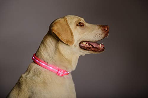 Blazin Led Light Up Dog Collar - 1,000 Feet Of Visibility - Brightest For Night Safety - Usb Rechargeable Waterproof Dog Collar Light #TOP3