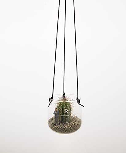 Ilpo Lifestyle Plant Hanger Succulents Cactus Air Plants Terrarium Boho Candles Hanging Pot Macrame Alternative Indoor Outdoor Fake Real Plants Home Decor Glass Modern Minimalist 2 Piece Set #TOP2