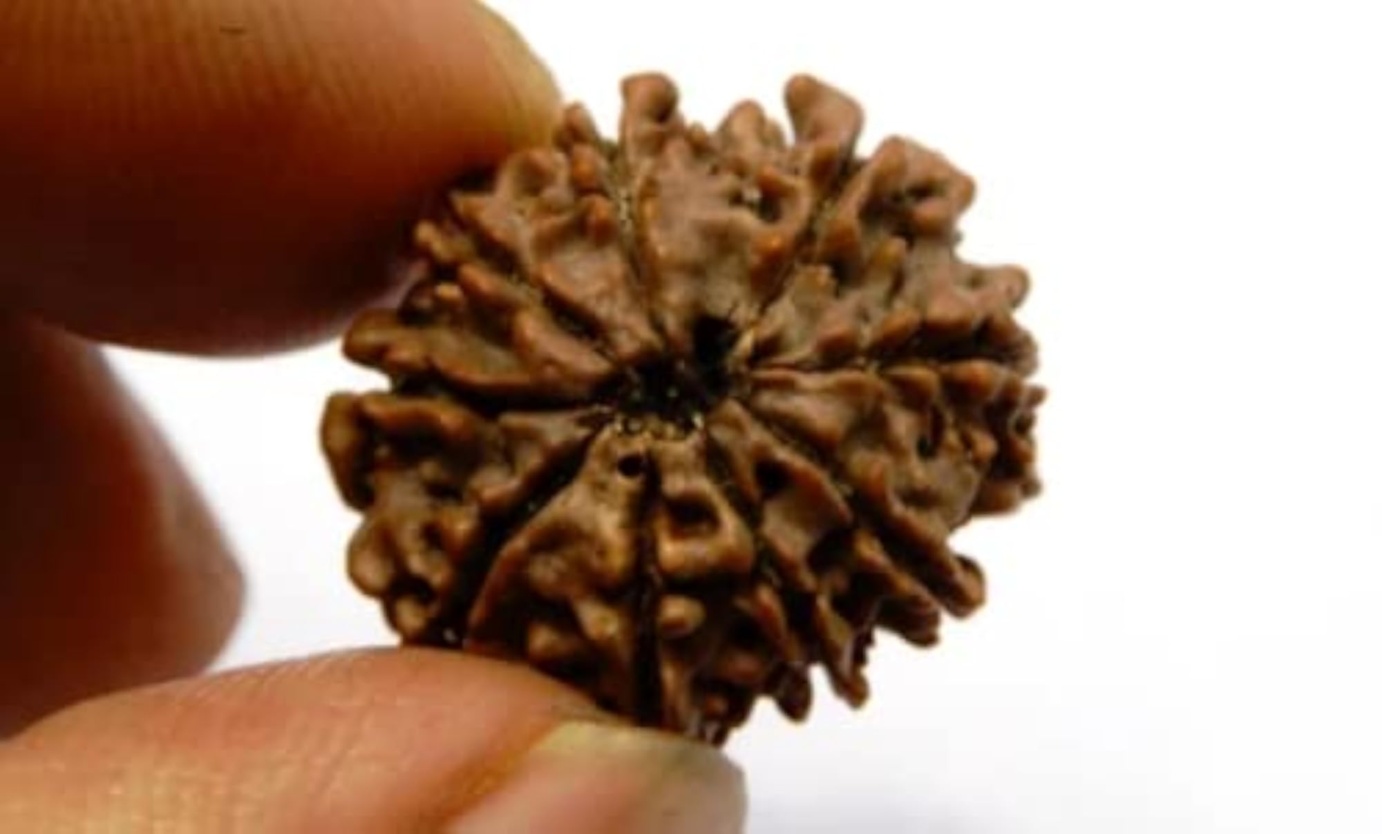 Nine Face Rudraksha Pendant, Easy to Wear