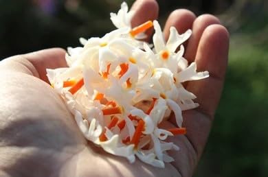 Image of HariGuru Shiuli Flower Plant (HYBRID)
