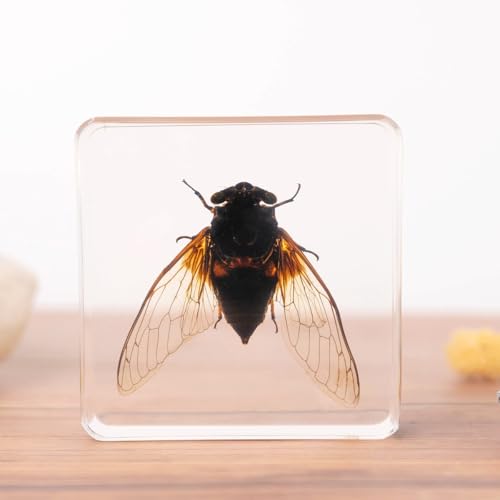 Image of Taxidermy Beetle Butterfly Cicada, Real Bug Insect Specimens in Resin Preserved, Clear for Closer-Look & Study, Science Educational Classroom Specimen, Unique Gift Ornament (E, 3.0x3.0x0.8-inch)