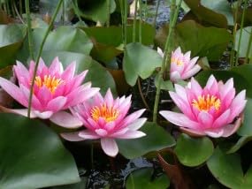 Ninfea 'Laydekeri Lilacea' – Pianta Acquatica Viva a Radice Nuda Fiore Rosa Lilla Delicato – Per Laghetti e Vasche Piccole – Fioritura Estiva – Coltivata in Italia