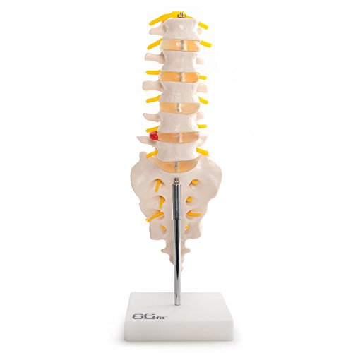 66Fit  Lumbar vertebrae with Sacrum/Coccyx/herniated Disco