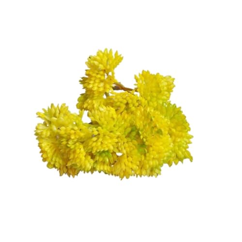 lHA 4 AȃtFCNO[  ItBX EFfBO p[eB[  ჁeiX  fXN I K[fp(Yellow,6PCS)