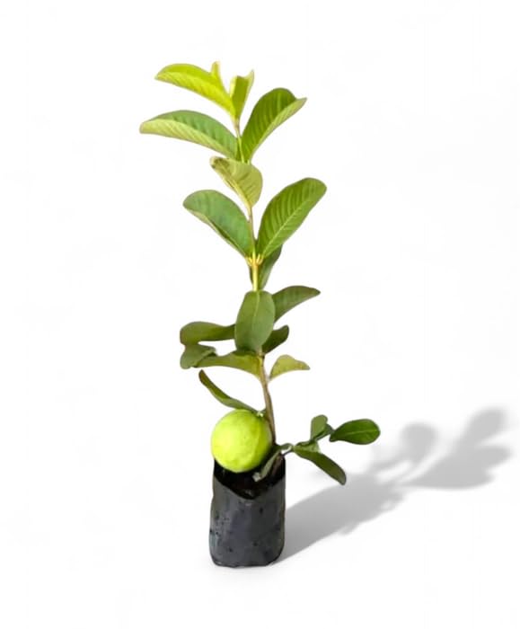 Image of All Season Very Sweet Green Thai 7 Guava baramasi,Rare Varity Thailand Guava Fruit Plants & Tree Bonsai Fruit Plant All Season Fruit Plant(pack of 1),CF SG45