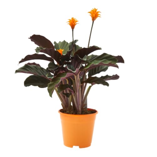 Verdecora Calatea Crocata | Calathea Eternal Flame | Planta natur...