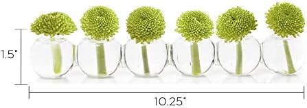 CHIVE ‘Caterpillar’ Bubble Bud Vase for Centerpieces — 6 Hole Multi Chamber Clear Glass Flower Vase for Short Flowers — Small, 10.25” Long