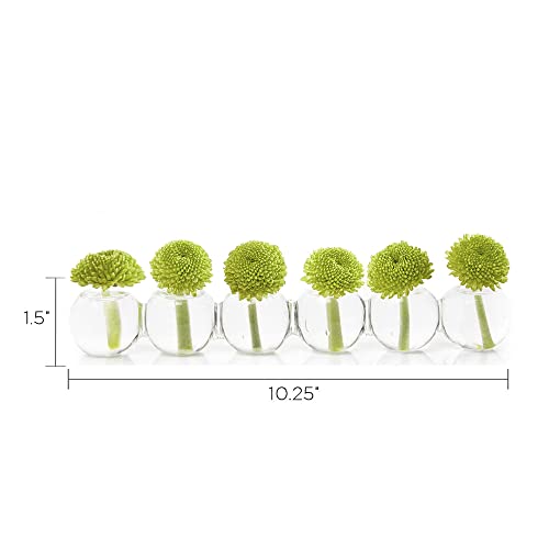 CHIVE ‘Caterpillar’ Bubble Bud Vase for Centerpieces — 6 Hole Multi Chamber Clear Glass Flower Vase for Short Flowers — Small, 10.25” Long