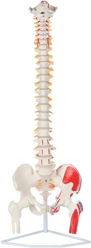 Image of Painted Flexible Spine Model, 36 inch Life Size Spinal Cord Anatomy Model Demonstrates Muscle Origins,Insertion Points,Vertebrae, Nerves, Arteries, Lumbar Column, Includes Stand