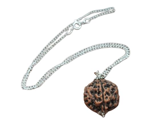 Gemz Mine Nepali Bead 2 Mukhi Gol Dana Rudraksha दो मुखी रुद्राक्...