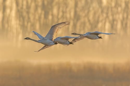 Trumpeter Swans-Cygnus buccinator-in flight at sunrise Riverlands Migratory Bird Sanctuary-West Alt 14x9 UnFramed Art Print Poster Ready for Framing by Day, Richard and Susan